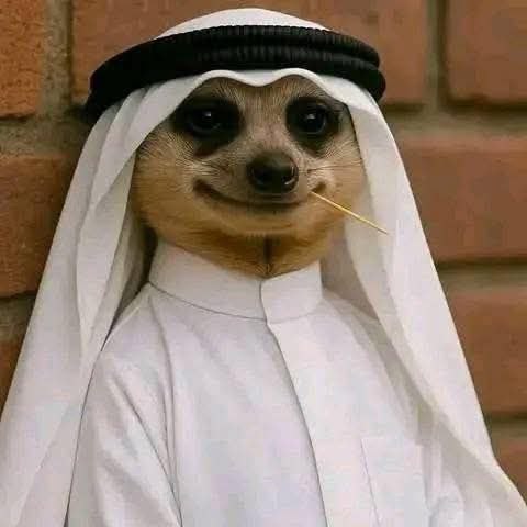 Template Image – $Meerkat Webflow Template